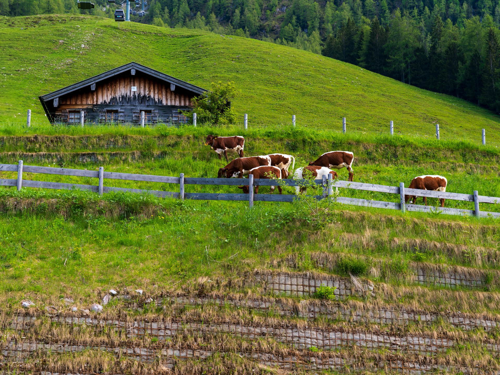 a herd of cattle grazing on a lush green hillside